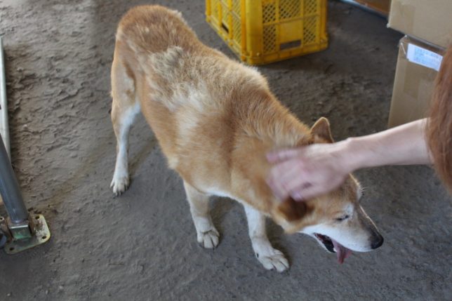迷い犬