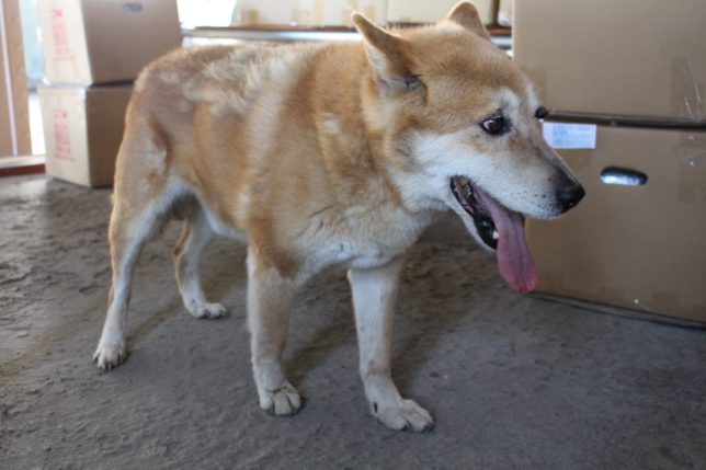 迷い犬
