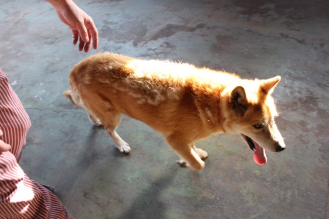 迷い犬